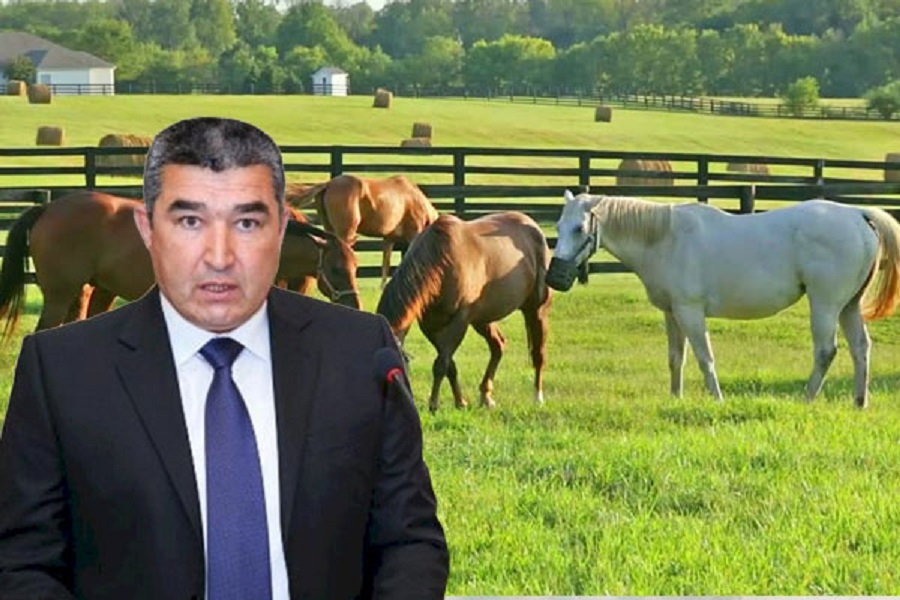 Etibar Pirverdiyevin 1 milyon manatlıq at sevdası - ŞOK FAKTLAR