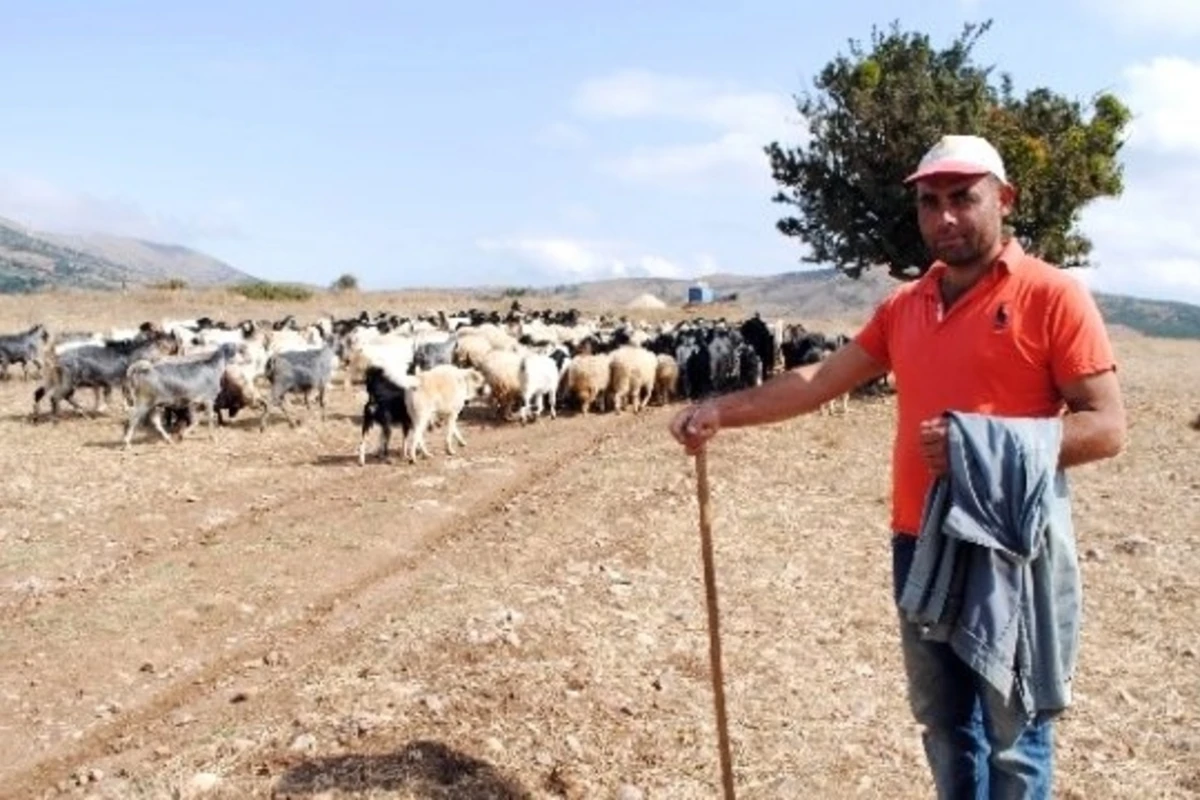 Türkiyədə çobana qız satan azərbaycanlılar tutuldu (FOTO)