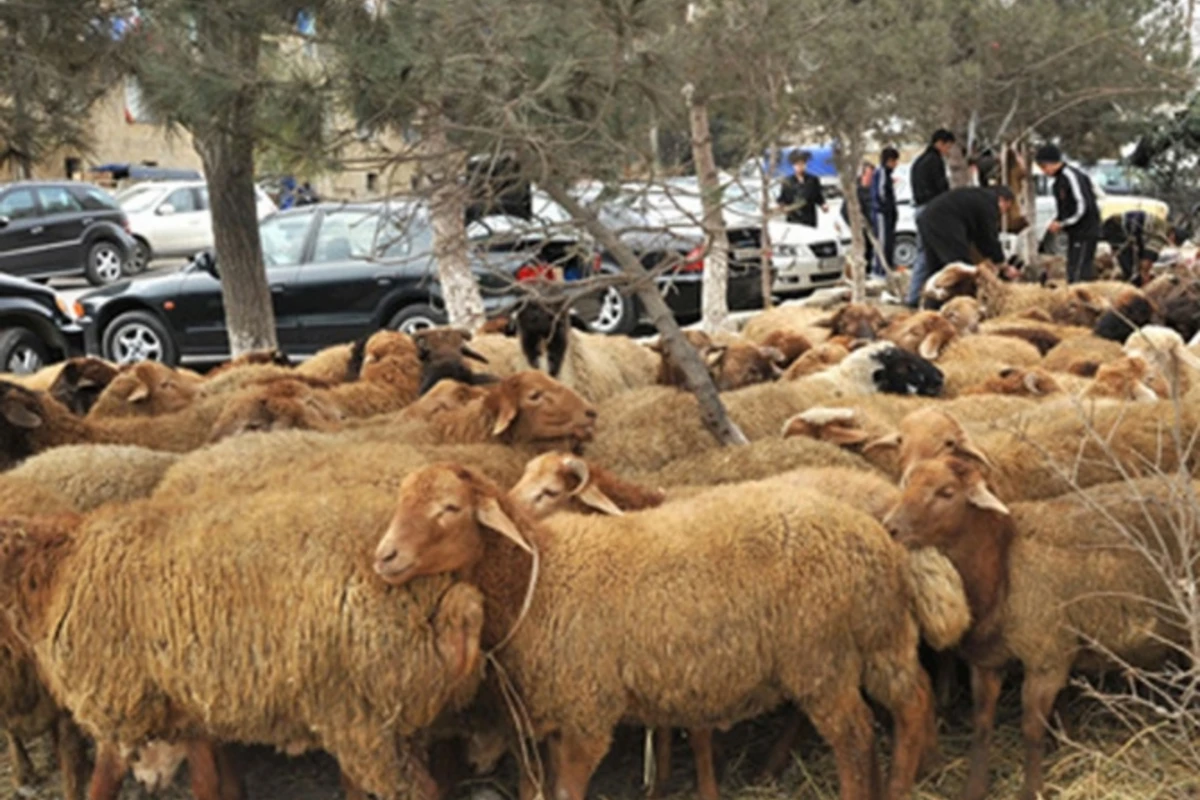 Məşhurlar qurban kəsəcəkmi? (SORĞU)