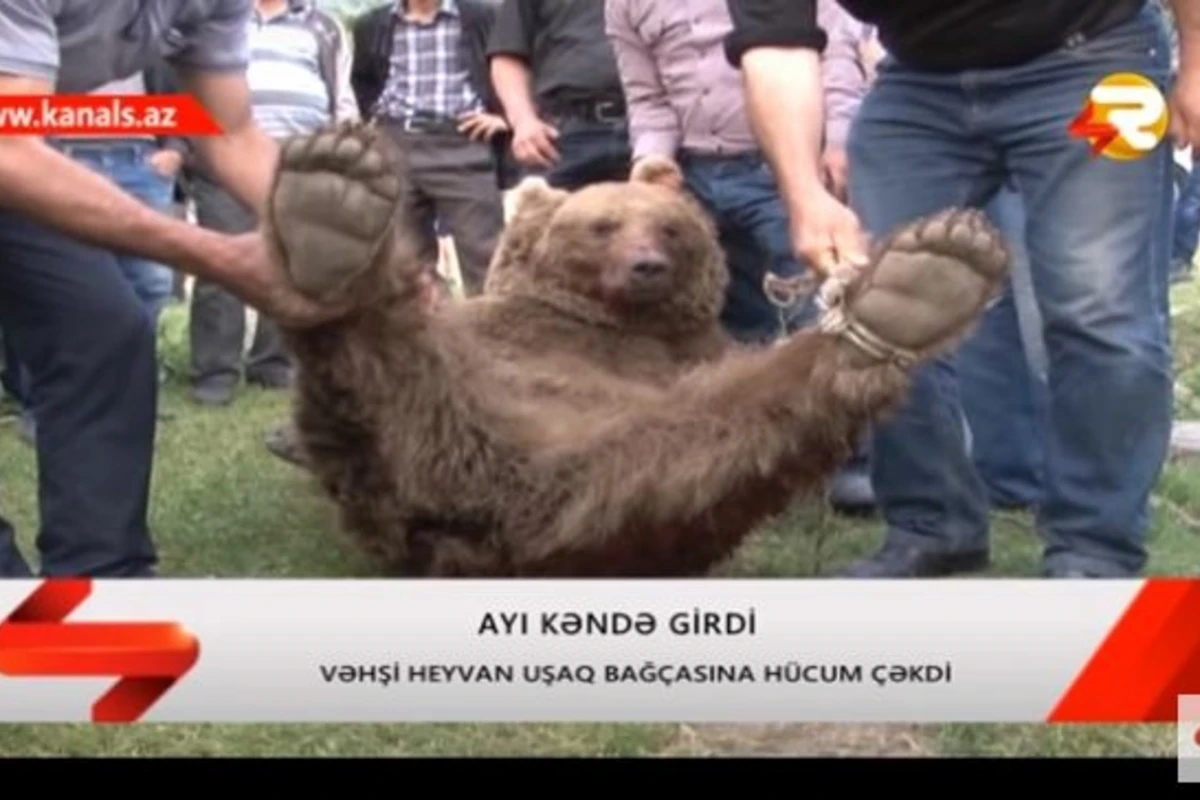 Bağçaya hücum edən ayının görüntüsü yayıldı (VİDEO)