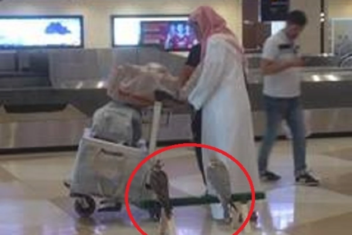 Ərəb şeyxləri Bakı aeroportunda yırtıcı quşlarla kameraya düşdü (FOTO, VİDEO)