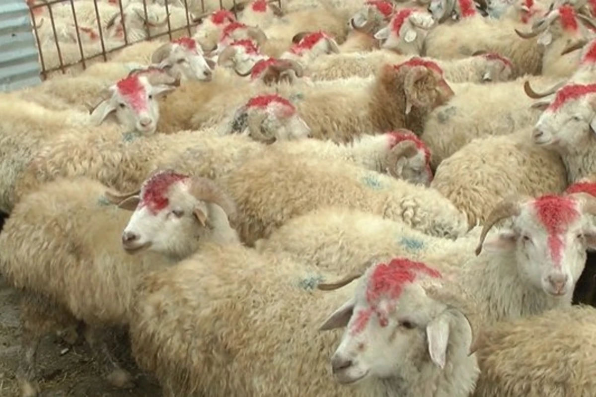 Bakıda qurbanlıq qoyunların kəsiləcəyi ÜNVANLAR