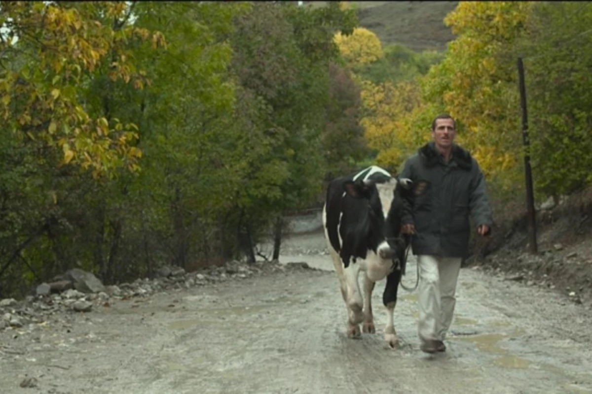 Avropadan gələn inəkdən bəhs edən Azərbaycan filminin təqdimatı olacaq (VİDEO/FOTO)