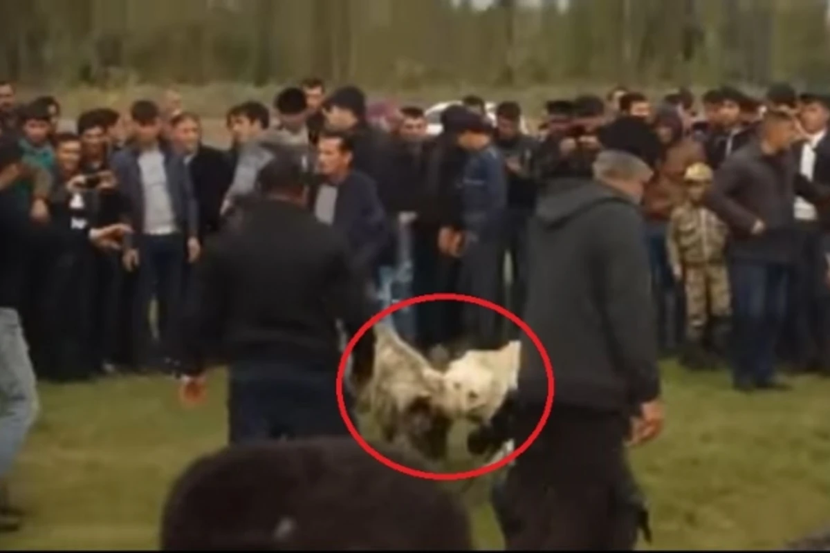 Azərbaycanda qadağan olunmuş it döyüşü keçirilir (FOTO, VİDEO)