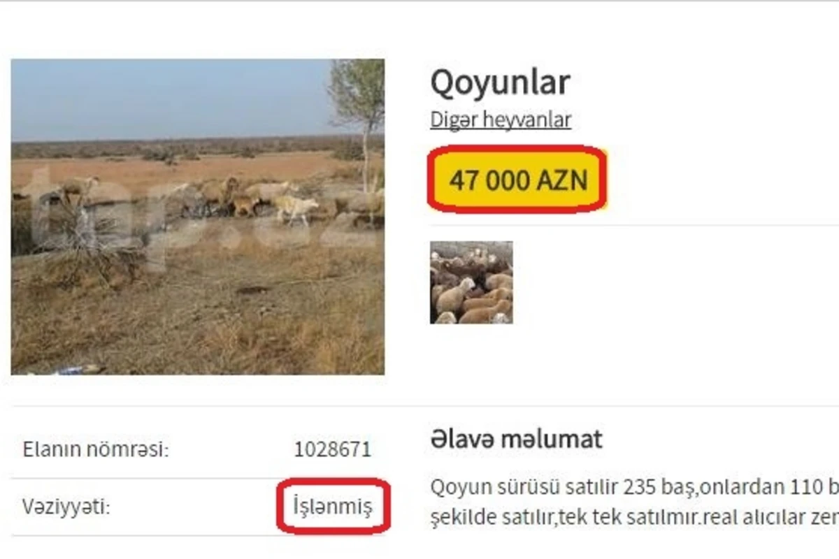 Azərbaycanda qəribə elan: qoyun sürüsü satışa çıxarıldı - 47000 AZN