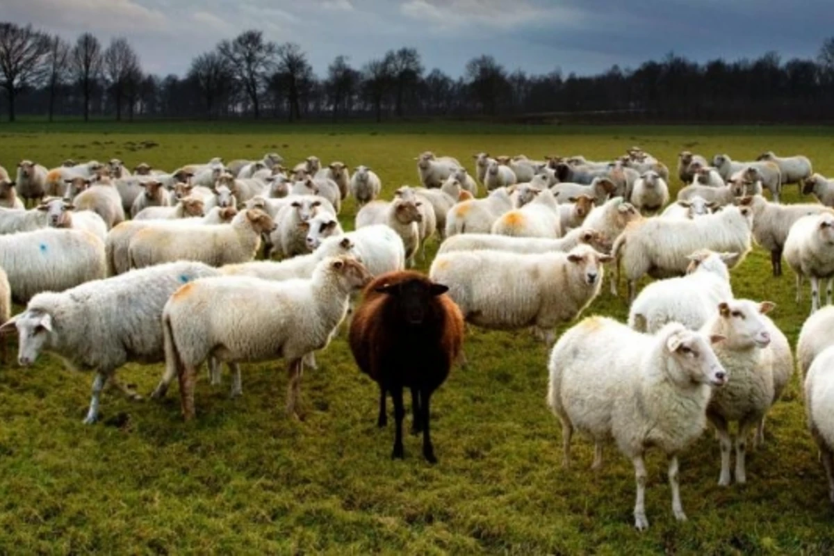 Həcc ziyarətində qurbanlıq qoyunların qiyməti artıb