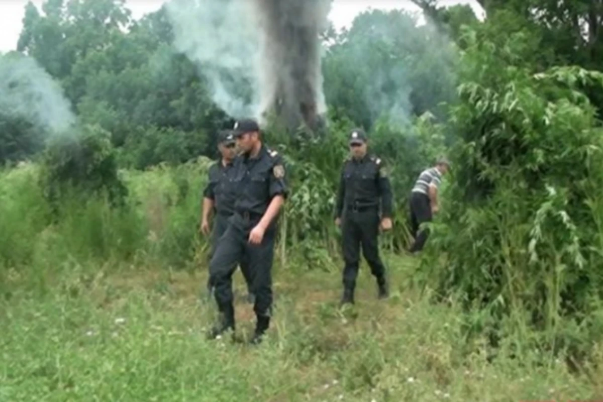 Polis meşədə gizli yetişdirilən çətənə kollarını aşkarladı