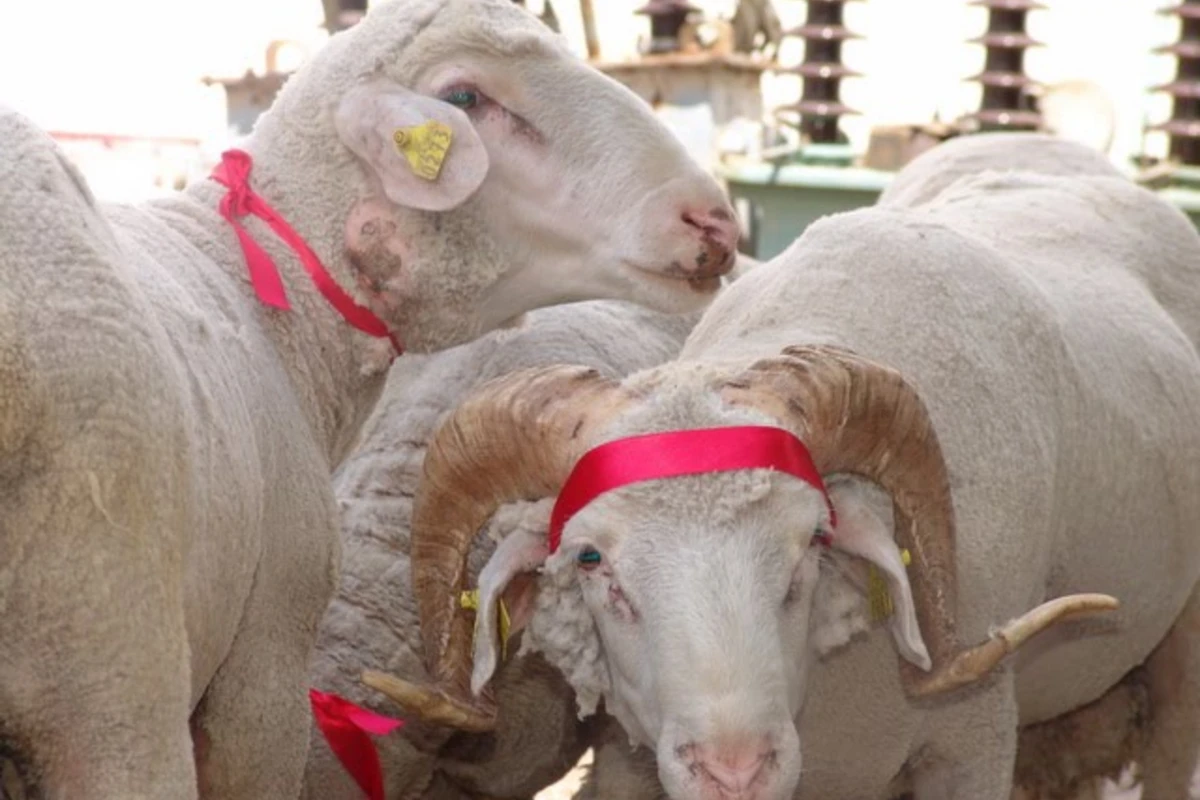 Qafqaz Müsəlmanları İdarəsi Qurban bayramı münasibətilə fətva verib