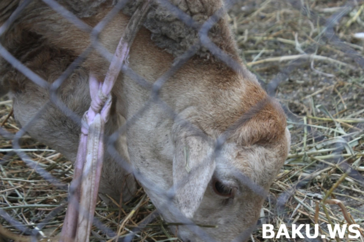 Bakıda Qurbanlıq heyvanların qiyməti  - VİDEOREPORTAJ