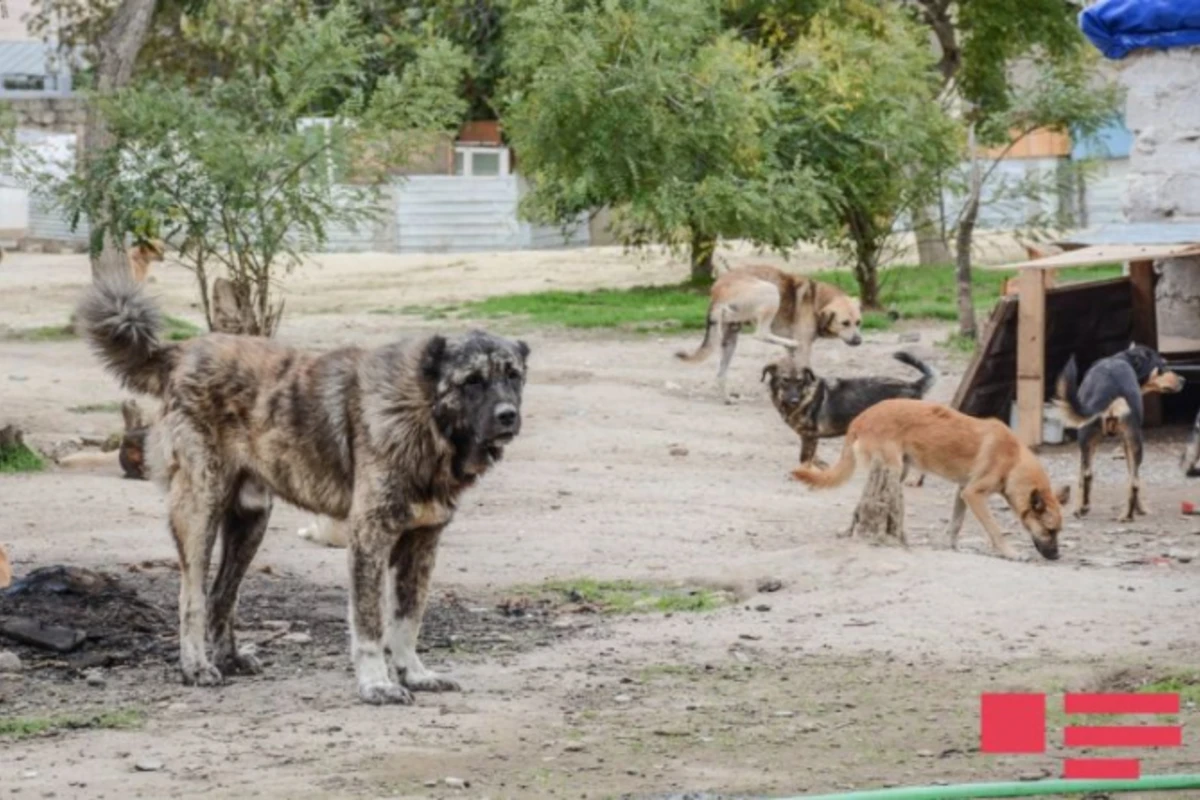 Bakıdakı sahibsiz itlərlə bağlı qərar verildi