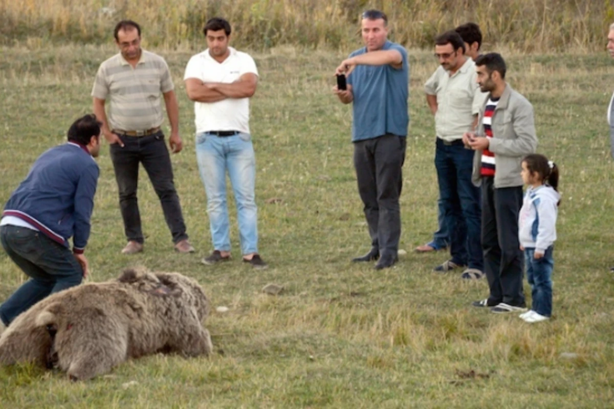 Azərbaycanda ayını öldürüb, dərisini soydular – FOTO