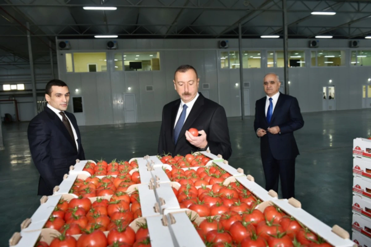 Prezident İlham Əliyev Səməd Qurbanovun nəhəng istixana kompleksində (FOTO)