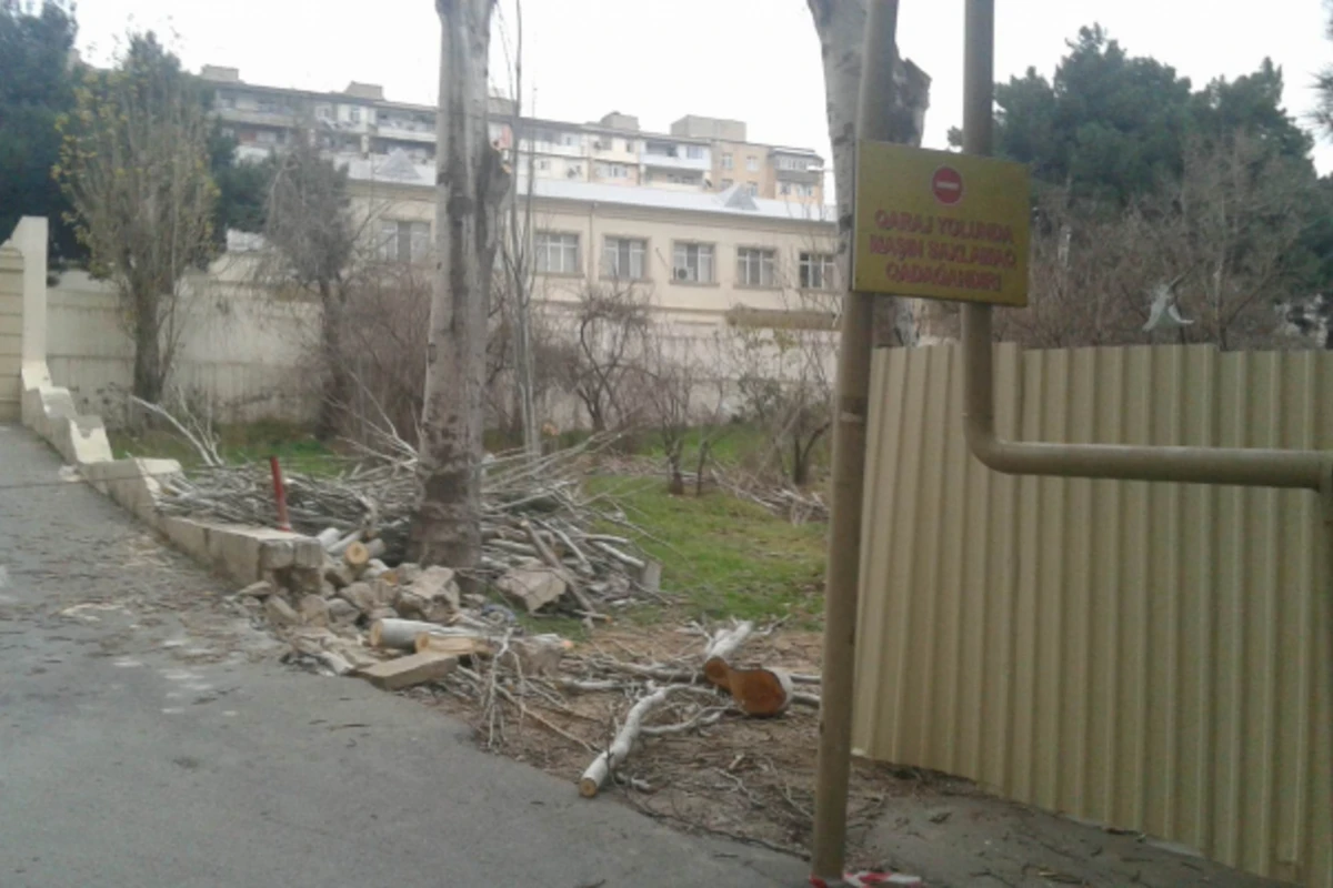 Bakıda ağaclar kəsildi - yerində bina tikilir (FOTO)