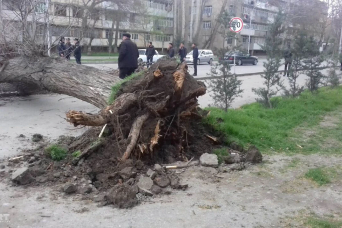 Güclü külək rayonlarda fəsadlar törədib - FOTO