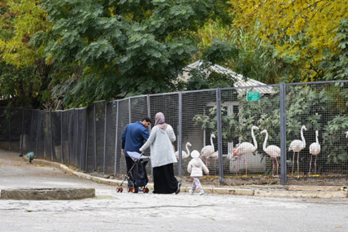 Bakı Zooparkı tam fərqli görünüşdə olacaq - EKSKLÜZİV