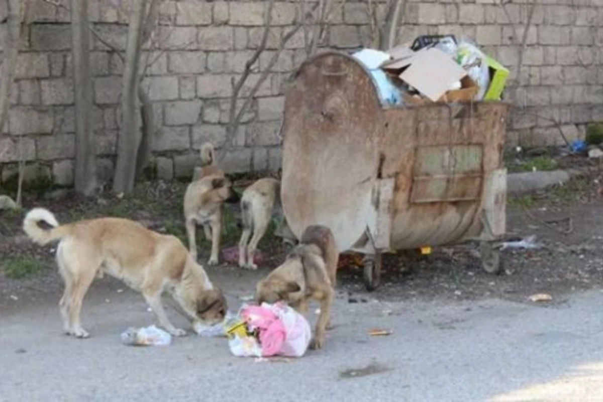 Bakıda sahibsiz itləri güllələyən şəxs tutuldu