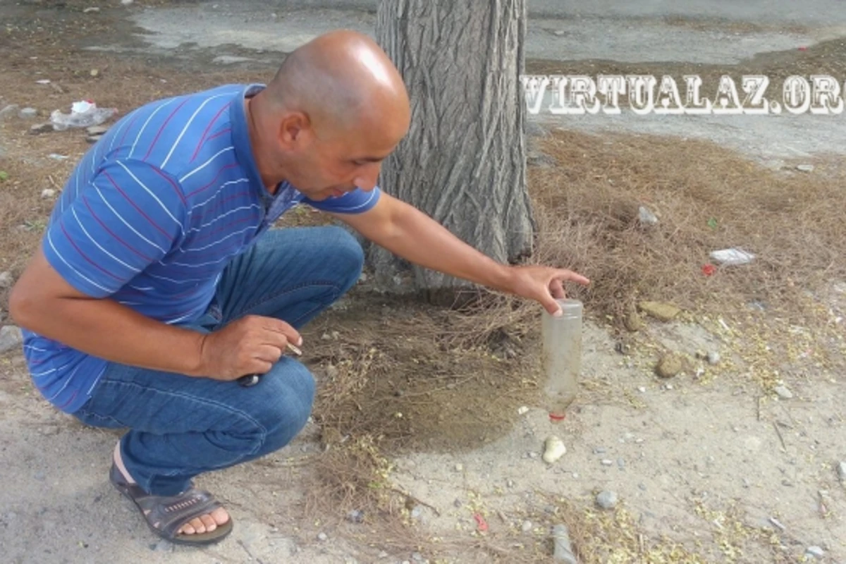 Bakıda cinayət: onlarla ağacı turşu ilə yandırdılar – VİDEO