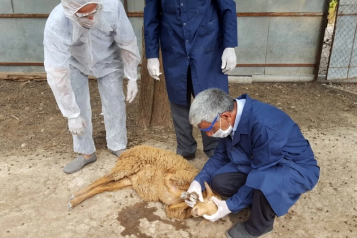 Azərbaycanda 10 minə yaxın heyvan müayinə olundu - FOTO