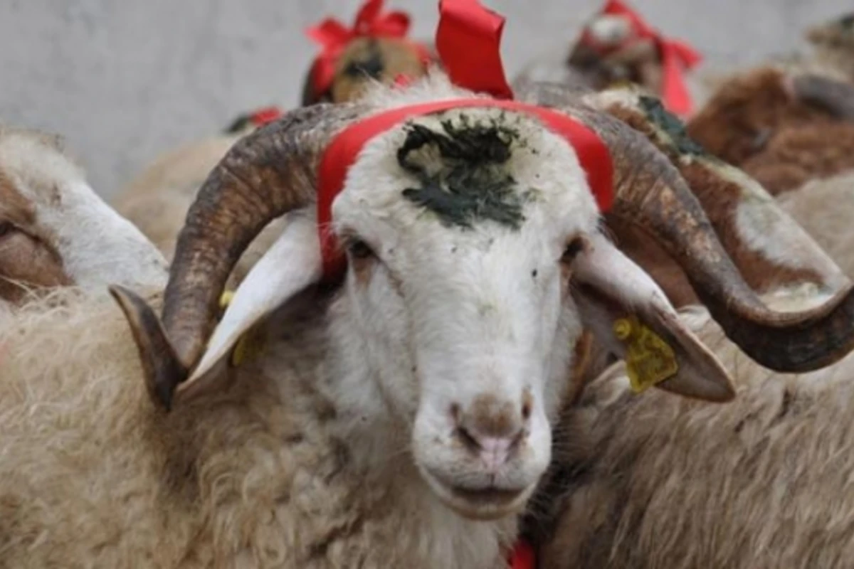 Qurbanlıq heyvanlar bu ünvanlarda kəsiləcək - VİDEO, SİYAHI