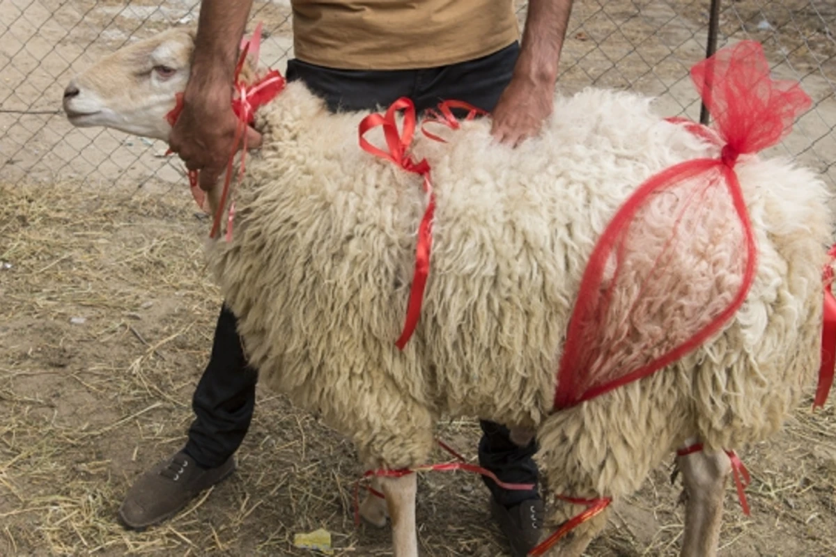 Qurbanlıq heyvanların satışa çıxarıldığı ünvanlar (SİYAHI)