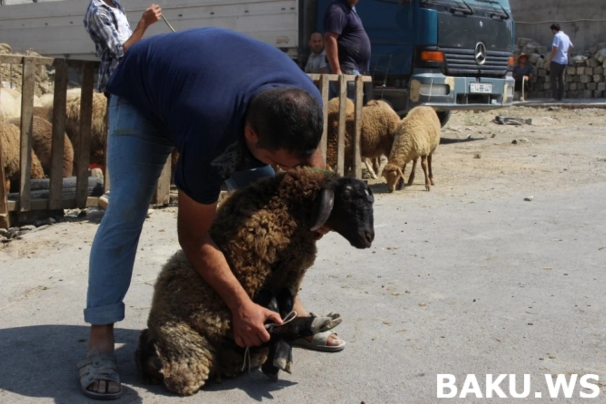 Bakıda qurbanlıq heyvanlar bu qiymətə satılır – VİDEO