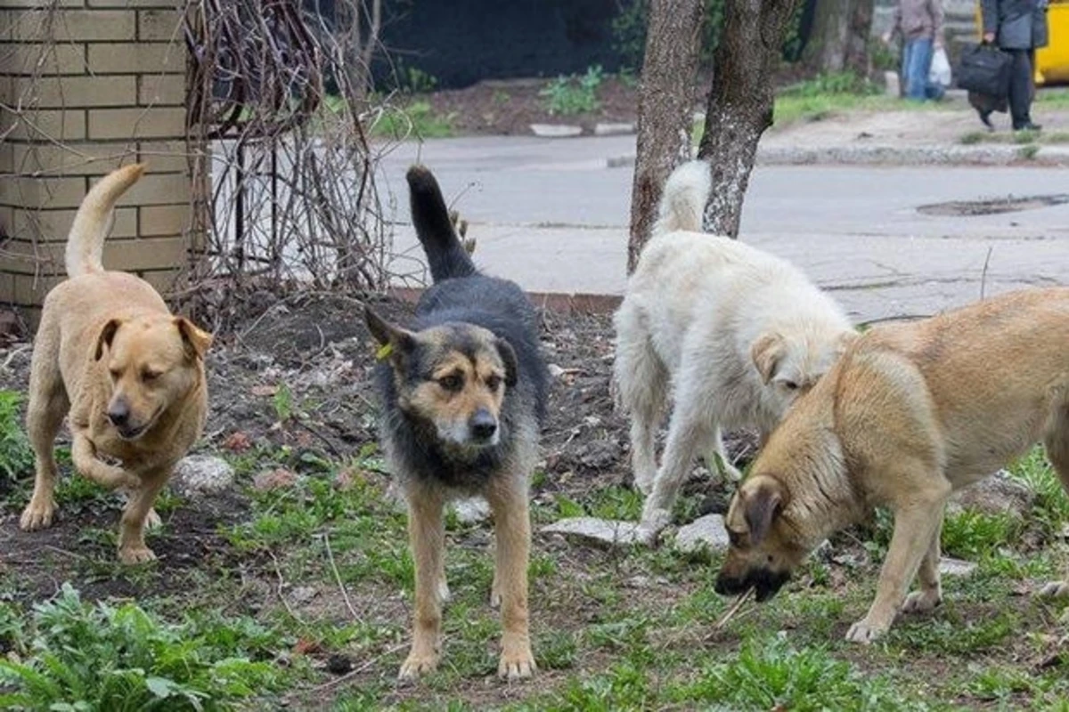 İcra başçısı Bakıda 300 it saxlayan şəxsi məhkəməyə verib