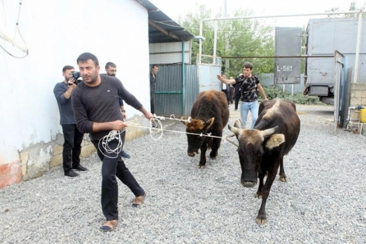 Dövlətdən işsiz vətəndaşlara jest - pulsuz mal paylanılır (FOTO)