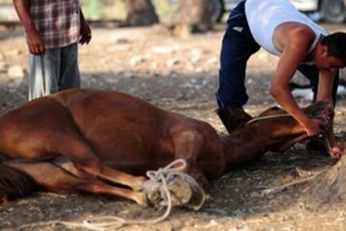 Bərdədə 600 kiloqram at əti aşkarlanıb