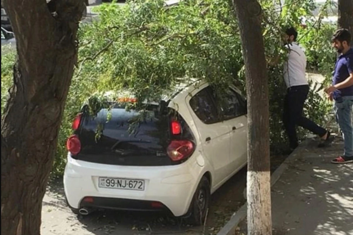 Külək Bakıda 30-a yaxın ağacı aşırdı - Meriya gücləndirilmiş iş rejiminə keçdi - FOTO