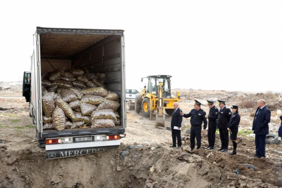 Tərkibində zərərverici orqanizmlər olan 26 ton kartof məhv edilib (FOTO)