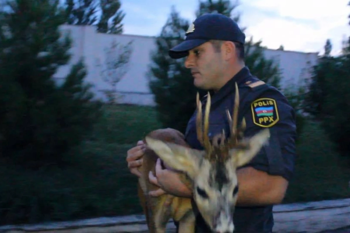 Azərbaycanda polislər yaralı ceyranı xilas edib - FOTO