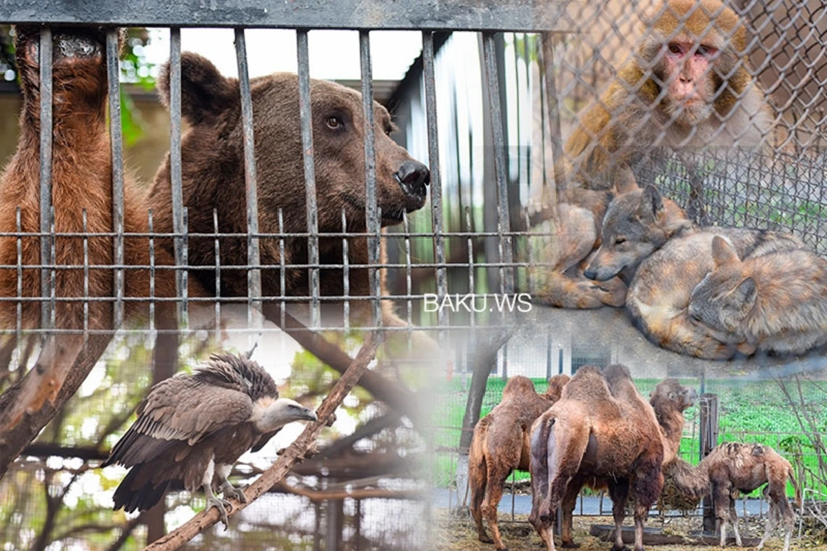 Zooparkdakı təmirə görə heyvanlar bu ərazidə saxlanılır - RƏSMİ AÇIQLAMA - FOTO