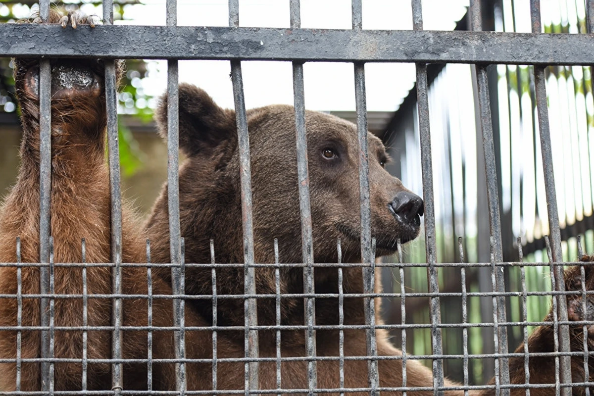 Bakı sakinlərinin çoxdan gözlədiyi XOŞ XƏBƏR - Zooparkın açılış vaxtı bilindi 