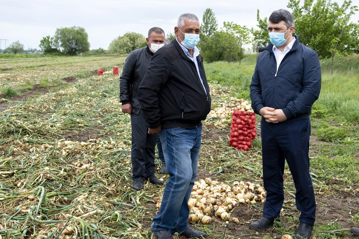 İnam Kərimov Bərdə və Tərtərdə əkin sahələrinə baxış keçirib - FOTO