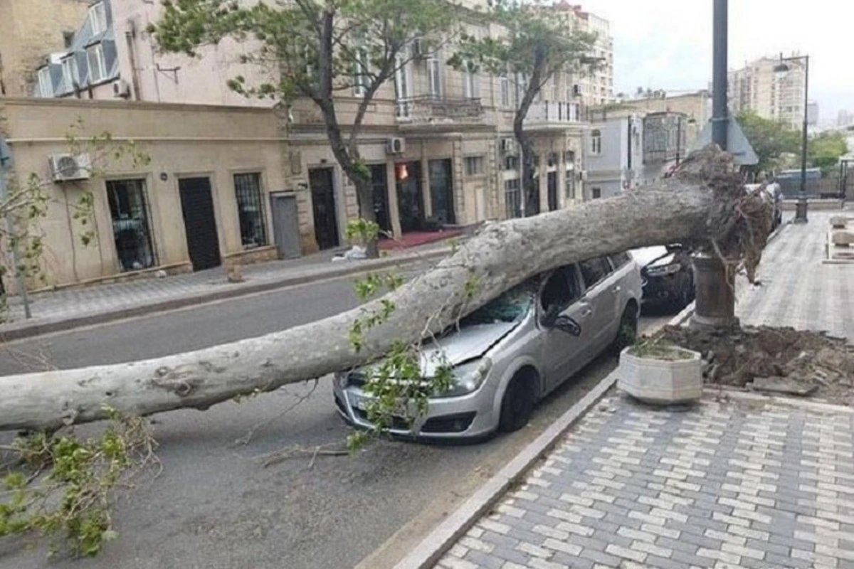 Güclü külək ağacı maşının üzərinə aşırdı - FOTO