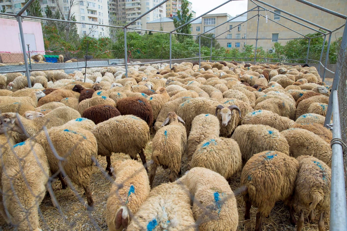 Qurban bayramında heyvan kəsimi və satışı xidmətlərini həyata keçirəcək obyektlər - SİYAHI