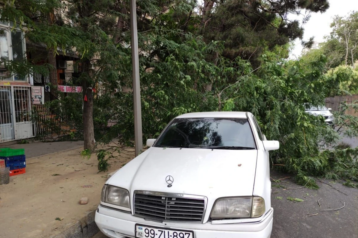 Bakıda ağac avtomobilin üzərinə aşdı - FOTO