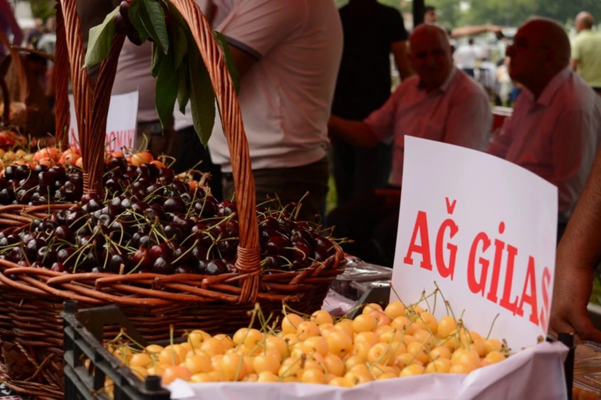 Azərbaycanda ilk dəfə “Albalı və gilas” festivalı keçirilib - FOTO