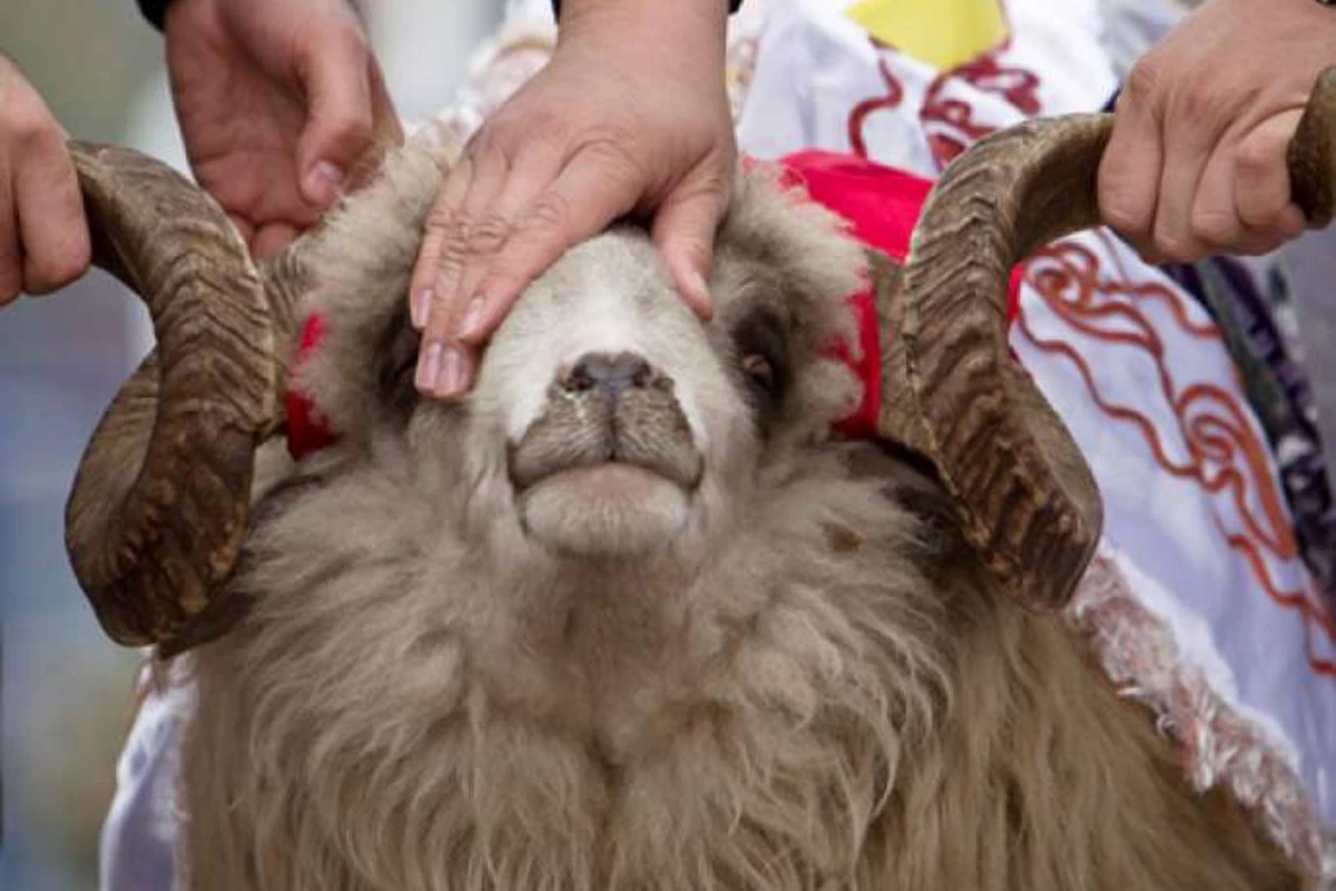 Qurbanlıq heyvanların kəsimi üçün bölgələrdə səyyar məntəqələr quraşdırılacaq