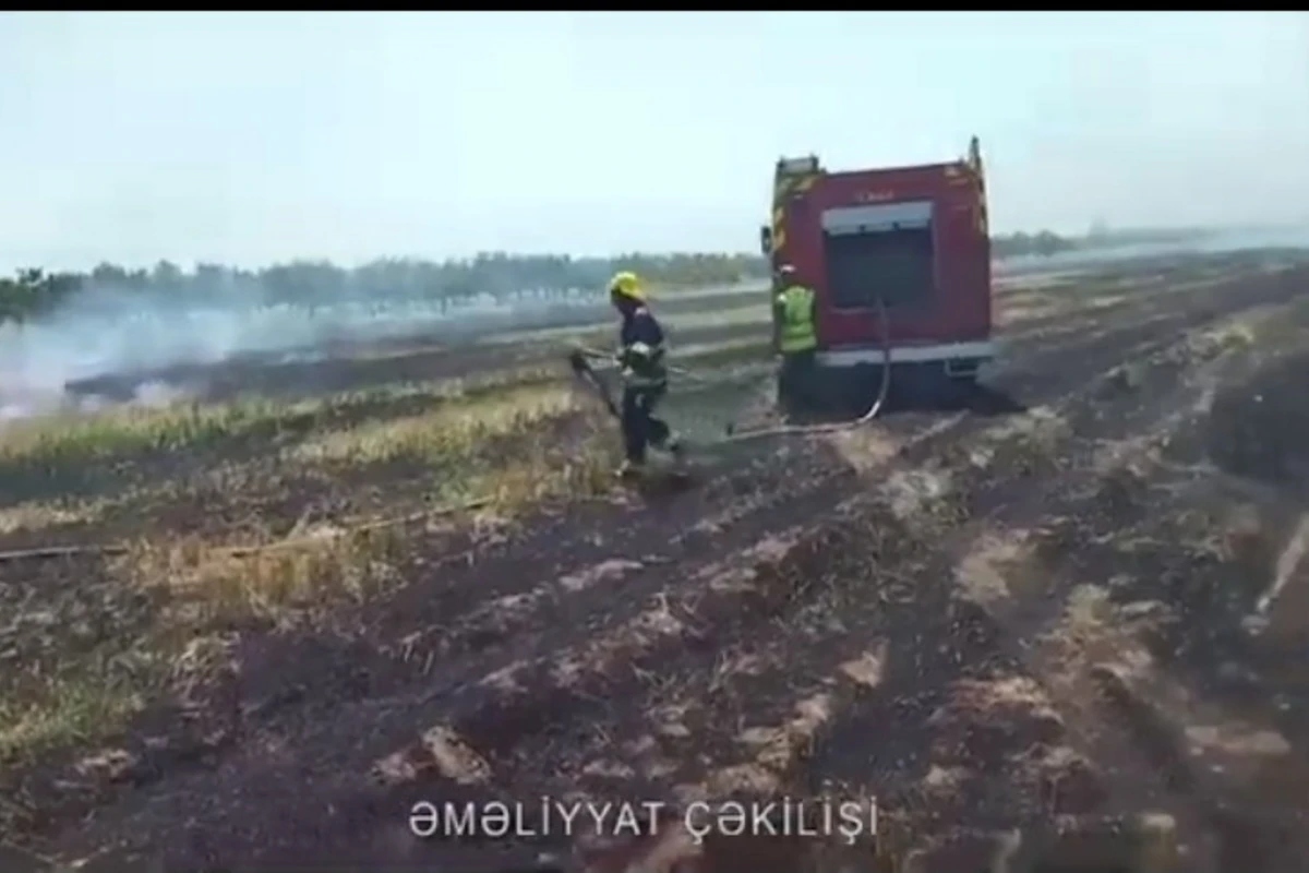 Tərtərdə taxıl sahəsi yanıb - VİDEO