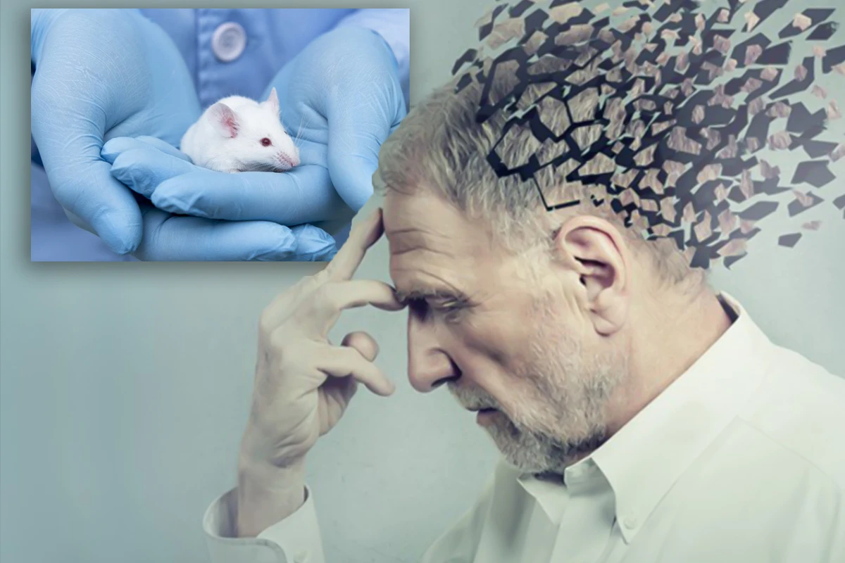 Alzheimer peyvəndi siçanlar üzərində uğurla sınaqdan keçirildi