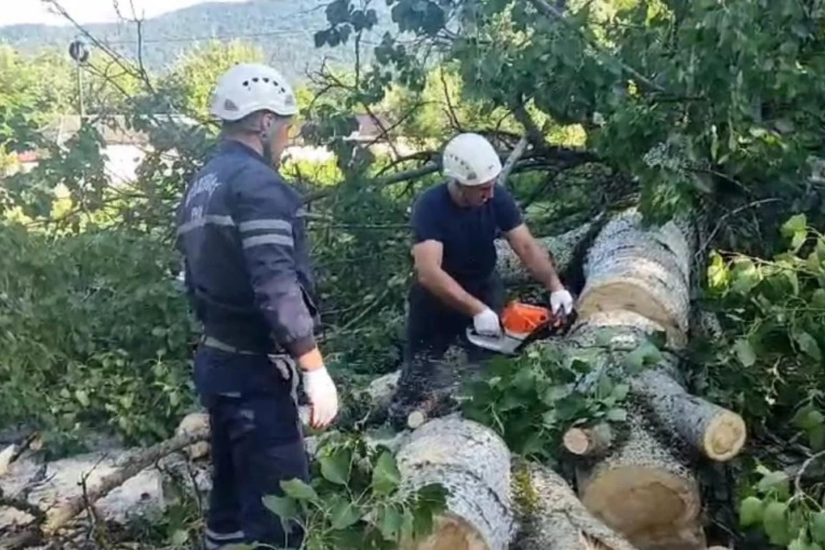 Güclü küləyin aşırdığı irigövdəli ağac magistiral yolu bağlayıb