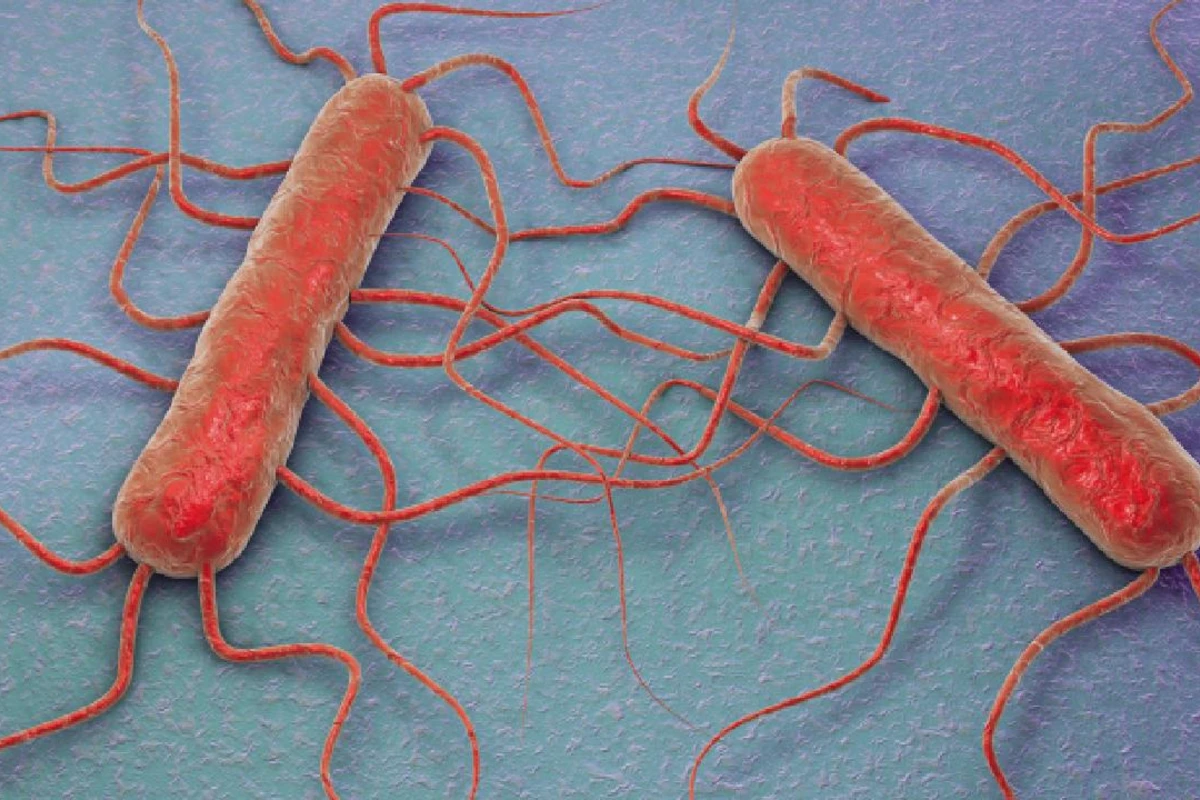 Listeria bakteriyasına yoluxan 9 nəfər zəhərlənərək ölüb