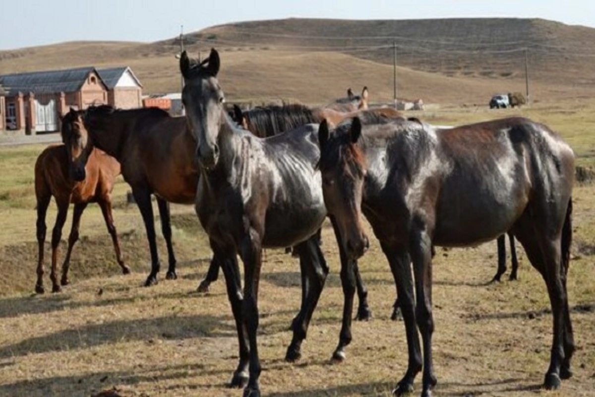 At almağa getmişdi, 15 yaşlı qızı qaçırdı