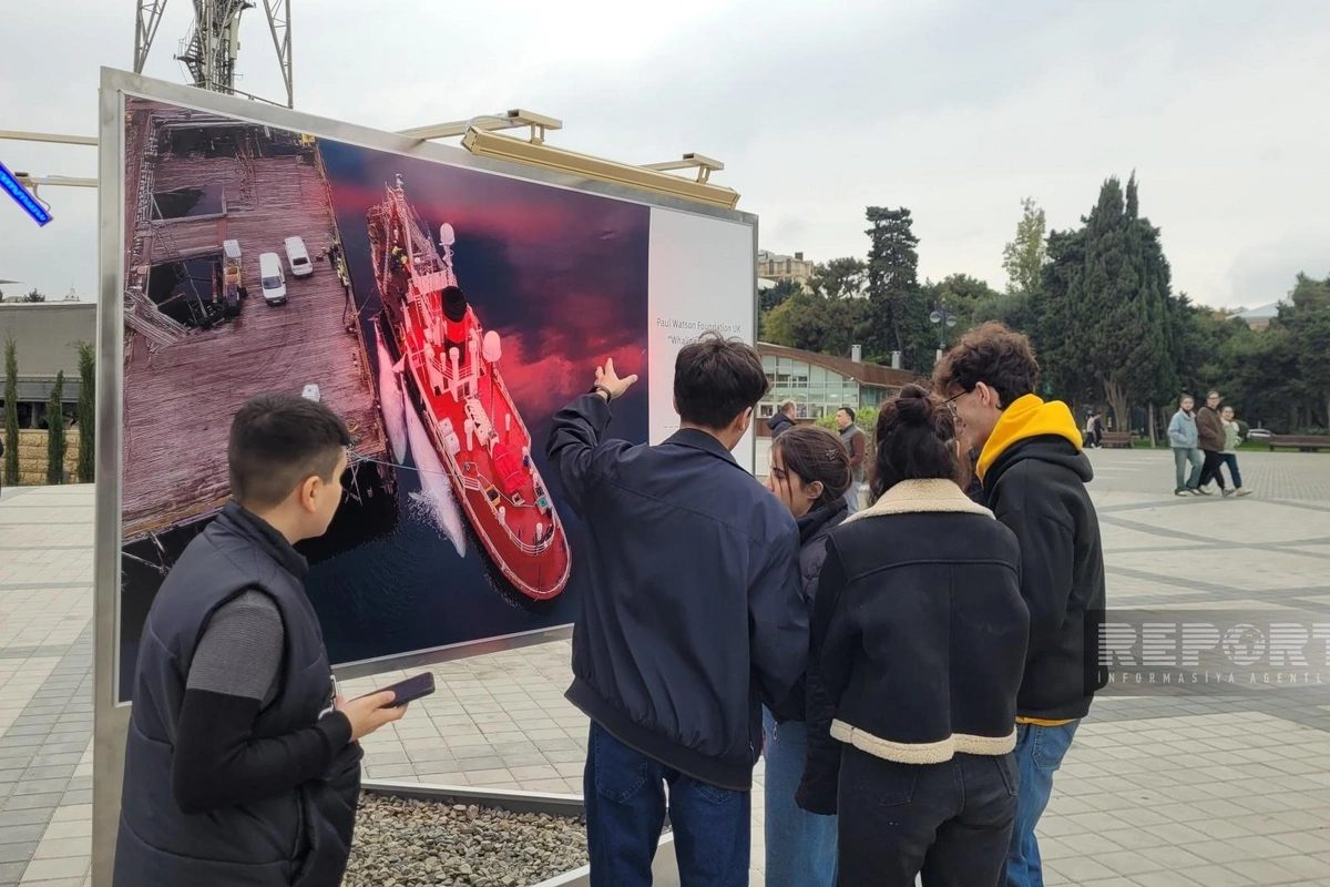 Bakıda Dəniz Növlərinin Beynəlxalq Müdafiəsi Sərgisi keçirilir