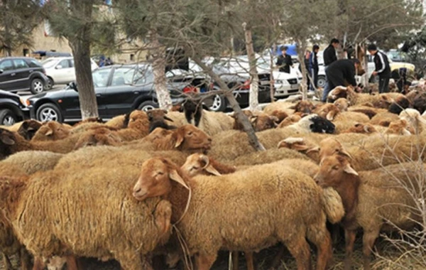 Bakıda qurbanlıq heyvanların kəsim və satış yerləri (SİYAHI)