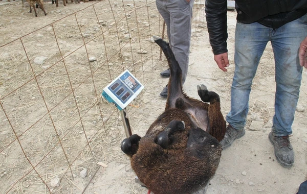 Bakıda 150-220 manata qurbanlıq heyvanlar (VİDEO)