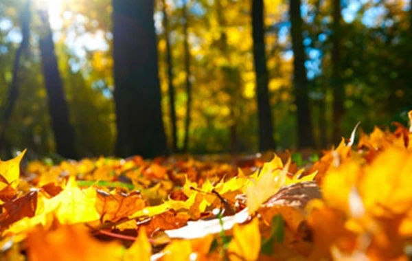 Sabahın hava proqnozu açıqlandı