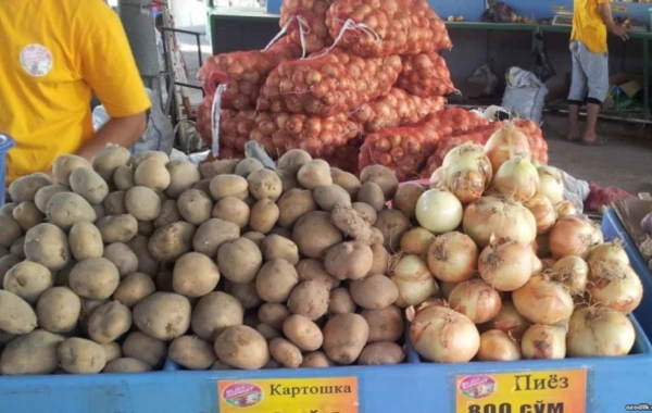 Gömrük Komitəsi əhaliyə heyvan kartofu yedirdilməsi iddiasına aydınlıq gətirdi (RƏSMİ)