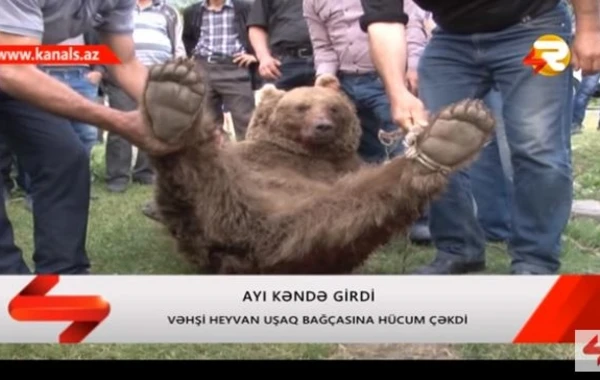 Bağçaya hücum edən ayının görüntüsü yayıldı (VİDEO)